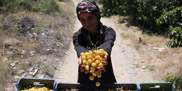 O ilçenin simge meyvesi! İtalyanlar bayılıyor!