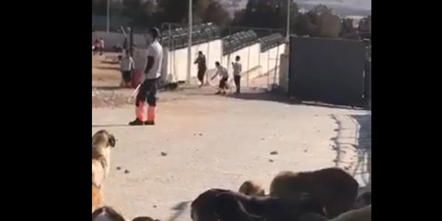 Konya'daki köpek katliamıyla ilgili AK Parti'den ilk açıklama