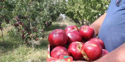 Konya’dan Asya ülkelerine elma satışı