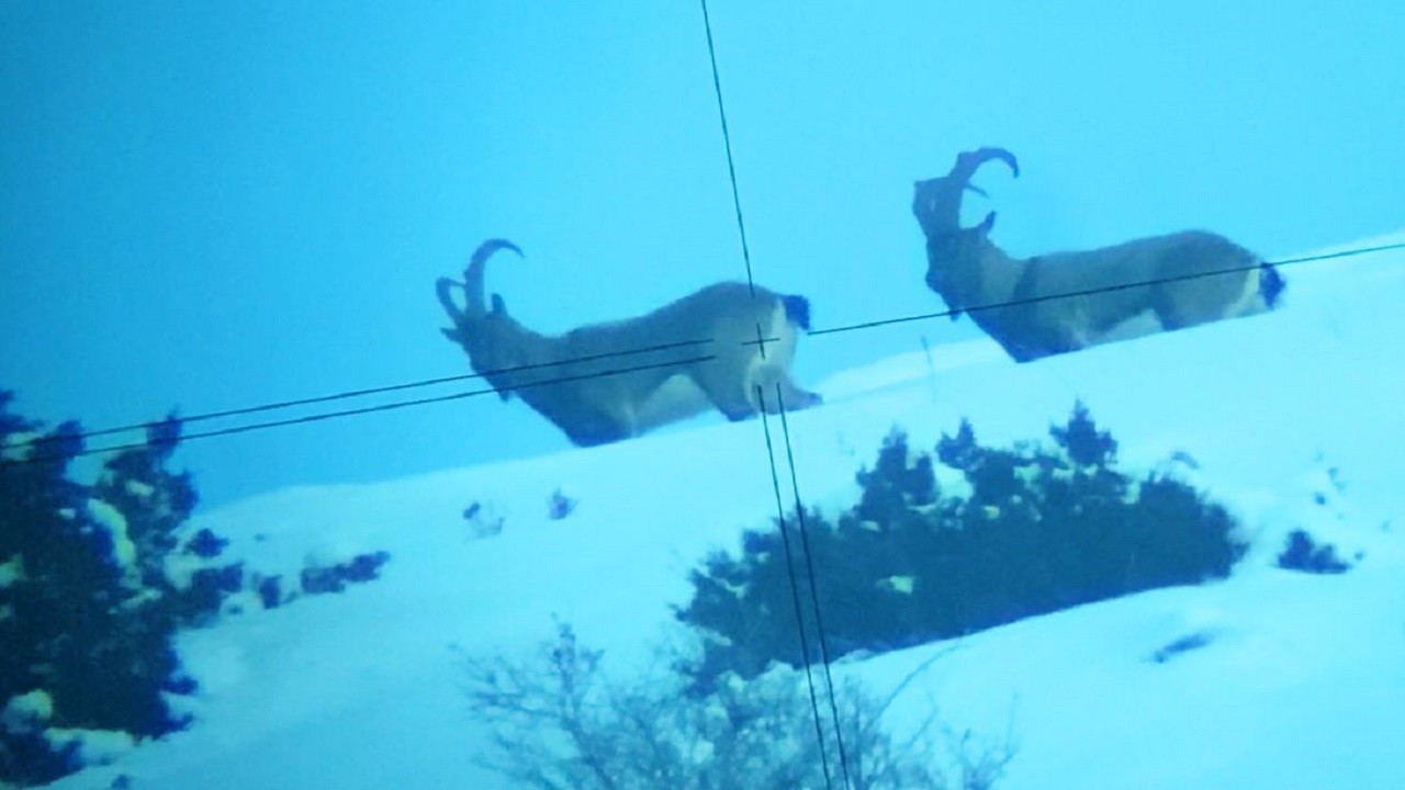 Kop Dağı’nda dağ keçileri görüntülendi