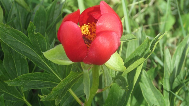 Koparana büyük ceza