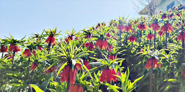 Koparanlar hayatının şokunu yaşayacak! Seyredene bedava, koparana rekor ceza!