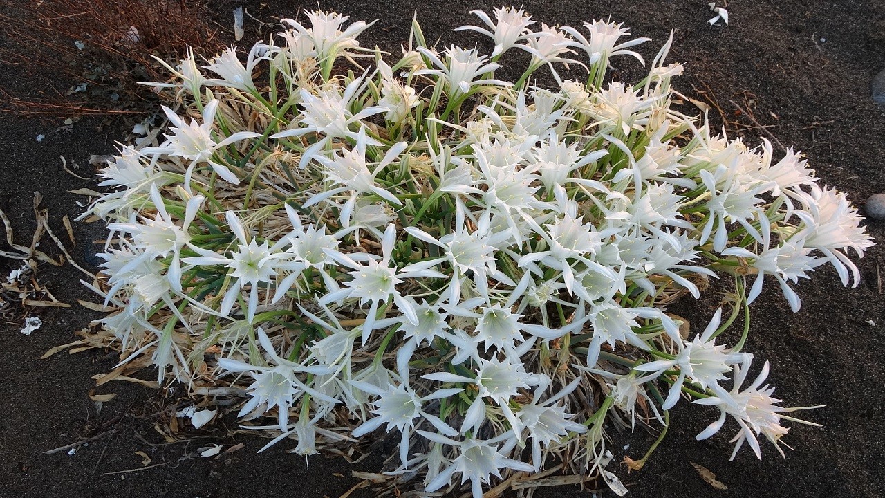 Koparmanın cezası 387 bin TL