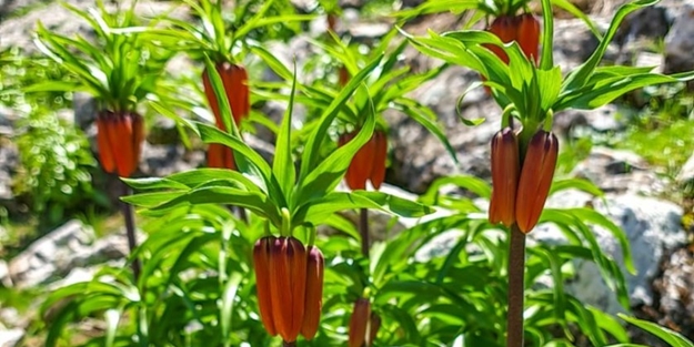 Koparmanın cezası 80 bin lira!