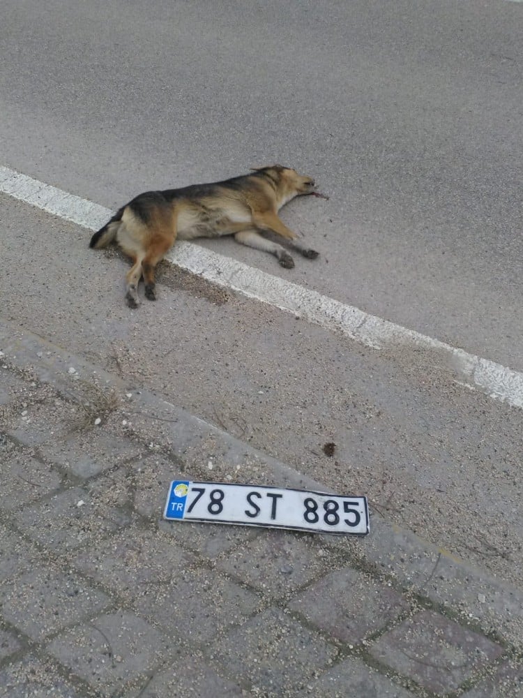 Köpeğe çarpan sürücü plakasını düşürüp kaçtı 