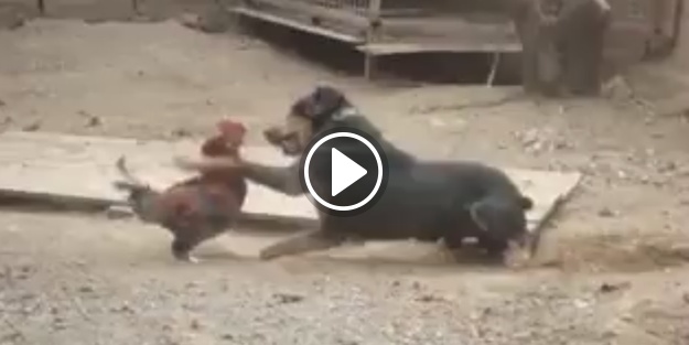 Köpeğe dayılanan horoz!