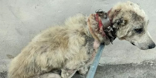 Köpeğe demir tasma ile işkence! Veteriner isyan etti: Korku filminden çıkmış gibiydi