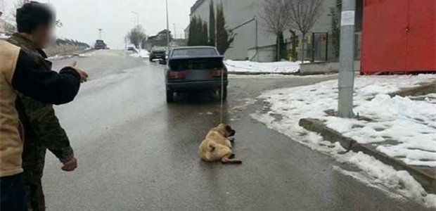 Başkentte köpeğe görülmemiş işkence