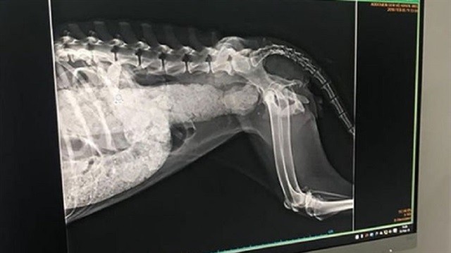 Köpeğe inanılmaz işkence! Bağırsaklarını tamamen...