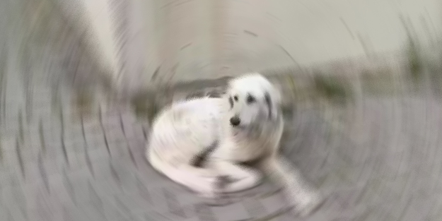 Köpeğe işkence eden şahsa para cezası