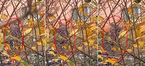 Köpeğe işkence yapan şüpheliyle ilgili emniyetten açıklama geldi!