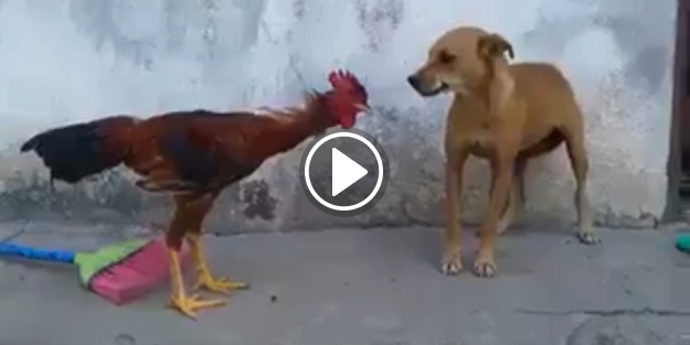 Köpeğe kafa tutan yürek yemiş horoz!