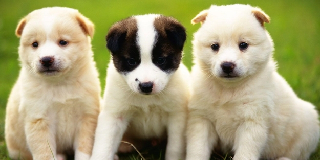 Köpeği azmiyle hayata döndürdü