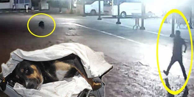 Köpeği bıçakladı, kameralara yakalandı!