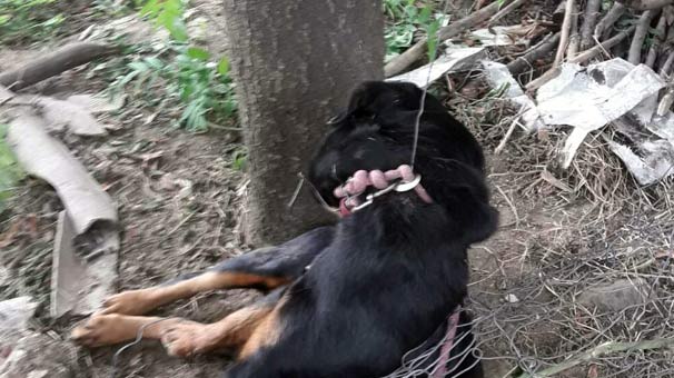 Köpeği çelik iple astılar