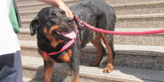 Köpeği demir sopayla döven caniye 3 bin 600 TL para cezası