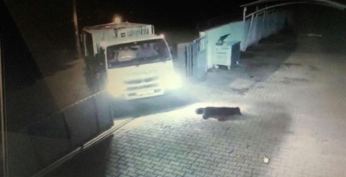Aydın'da köpeği ezen şoförün işine son verildi
