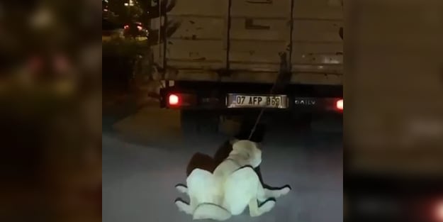 Köpeği kamyonun arkasına bağlayan vicdansız sürücü yakalandı