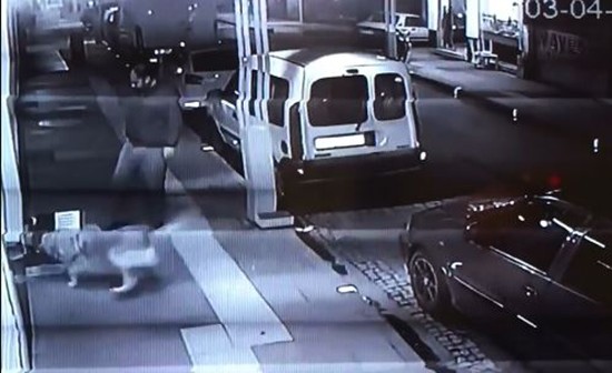 Köpeği kediye saldırttı, kedinin yuvasını tekmeledi 