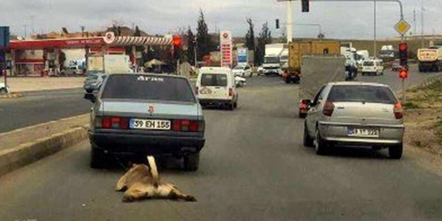 Köpeği sürükleyen acımasız sürücü yakalandı!