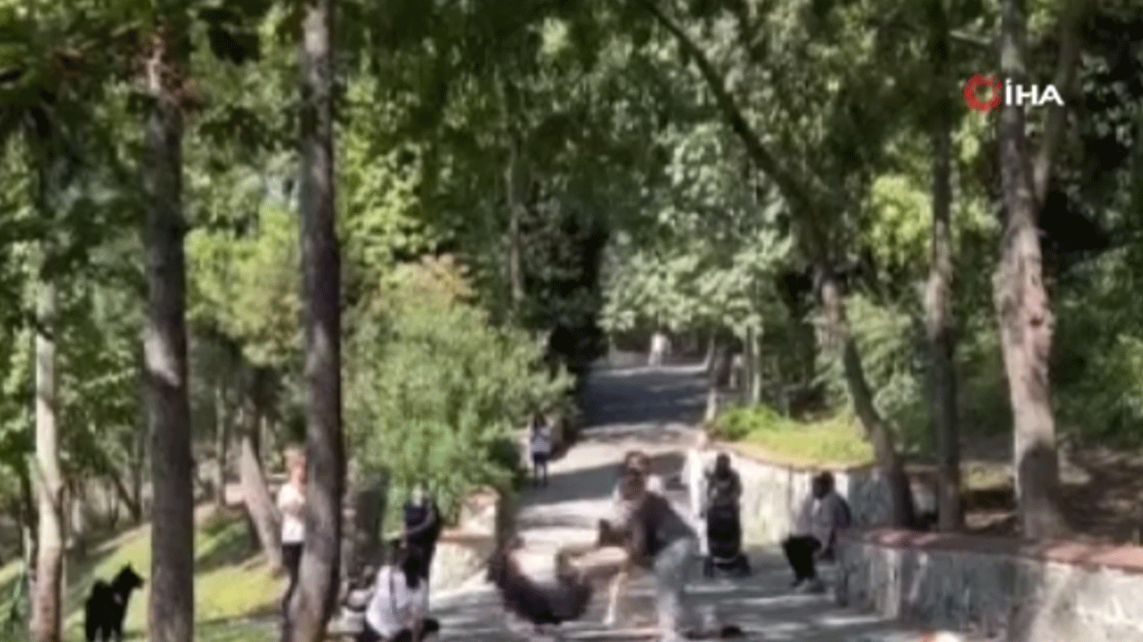 Köpeği tasmasız diye uyarılmıştı! Köpek değil kadına adam saldırdı! Bu adamların da tasmasız dolaşmaları yasaklanmalı