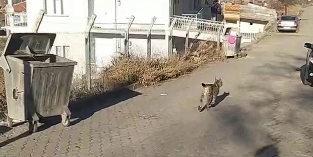 Köpeği ve kediyi telef etti! Vahşi hayvan ilçe merkezine indi