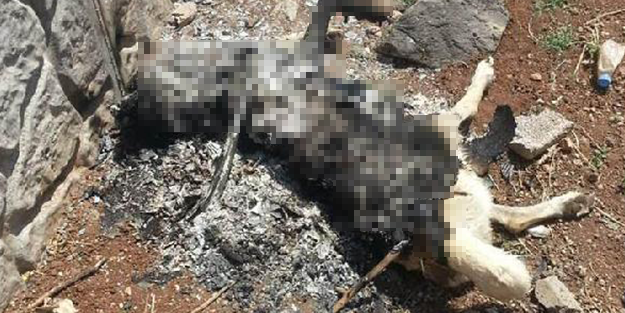 Köpeği yaktı, serbest bırakıldı! İfadesi şok etti