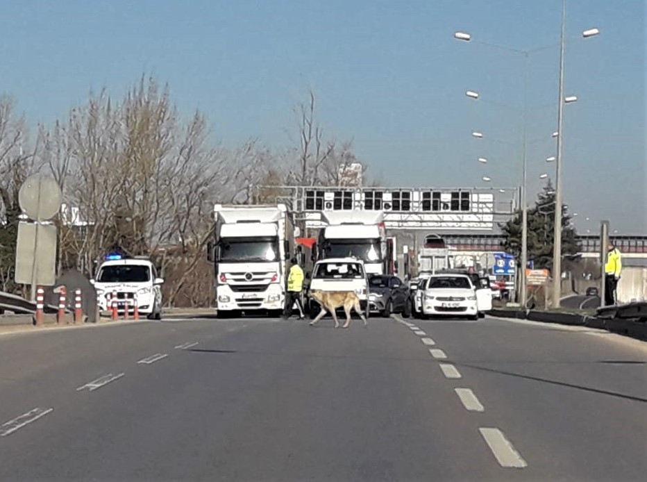 Köpeği yolu karşısına geçirmek için trafiği durdurdular 