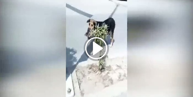 Köpeğin ağzındaki ölü bebek görüntüleri tepki topladı!