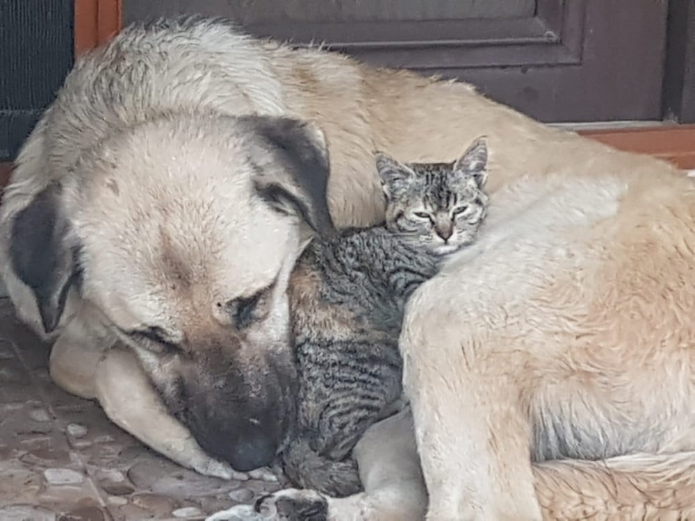 Köpeğin, annesi telef olan yavru kediye şefkati 