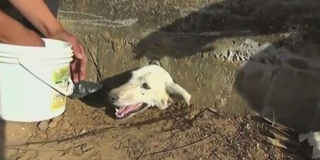 Köpeğin bu halini gören şaşkına döndü!