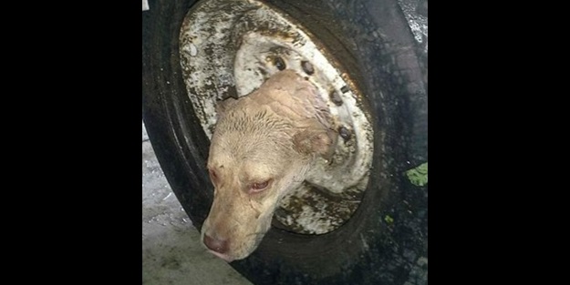 Köpeğin kafası araba tekerine sıkıştı! (FOTO)