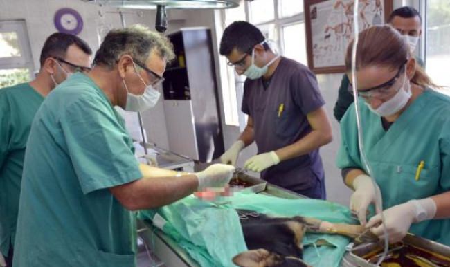 Köpeğin karnından çıkan doktorları şaşkına çevirdi!