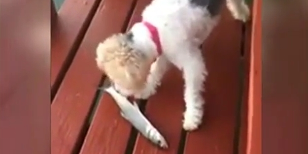 Köpeğin korkudan aklı çıktı!../VİDEO