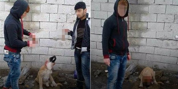 Köpeğin kulağını kesenlere bakın ne ceza verildi