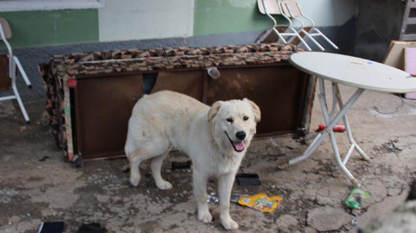 Köpeğin parçaladığı çekyattan çıkanları gören...
