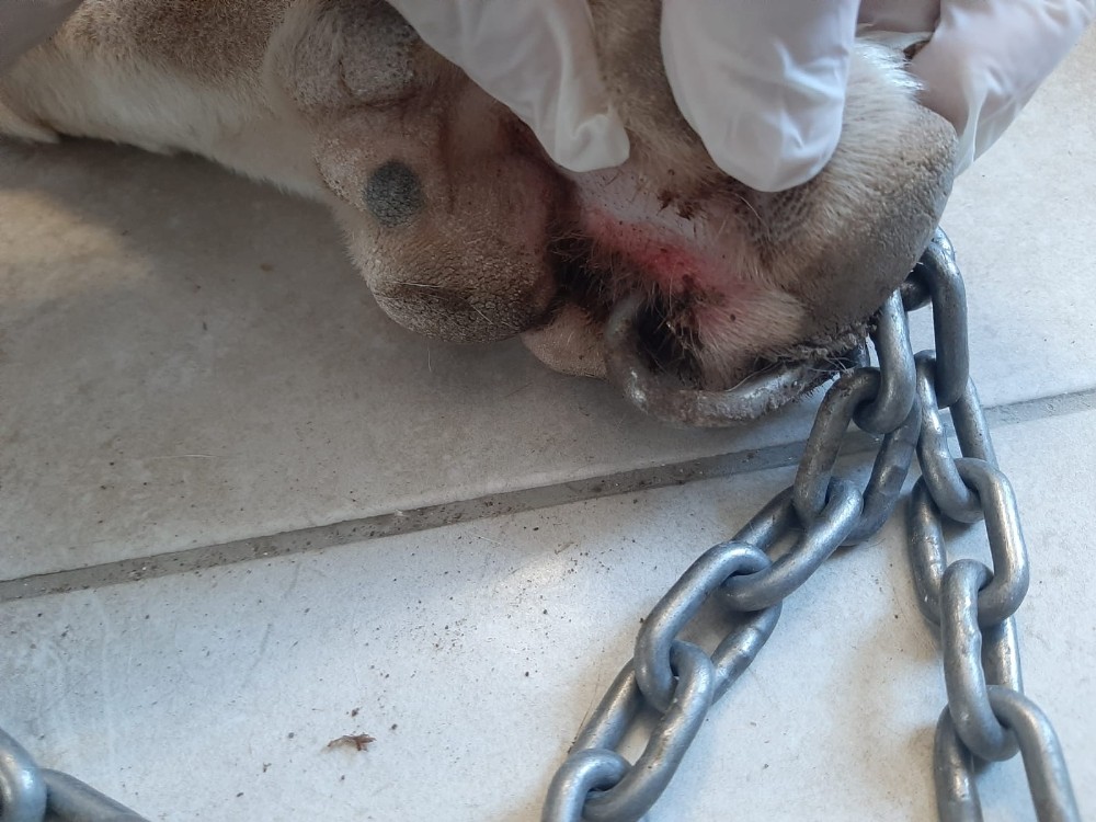 Köpeğin patisini delip zincir takan cani Bodrum’u ayağa kaldırdı 