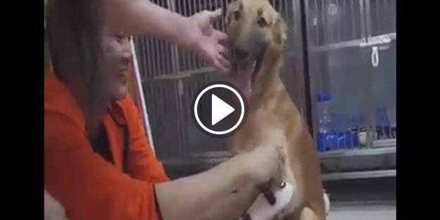 Köpeğin 'protez ayakla' koşma sevinci