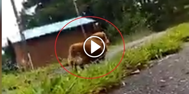 Köpeğin sadakatini ölçmek için bakın ne yaptı!