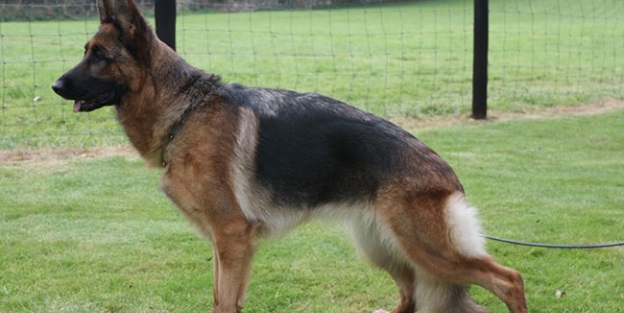 Köpeğin saldırdığı çocuk öldü