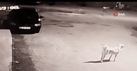 Köpeğin saldırdığı genç kız son anda böyle kurtuldu