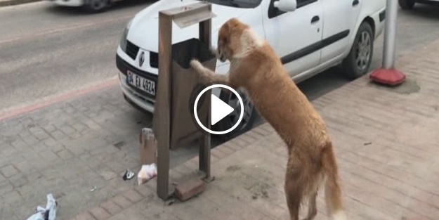 Köpeğin sallanan çöp kovasıyla mücadelesi