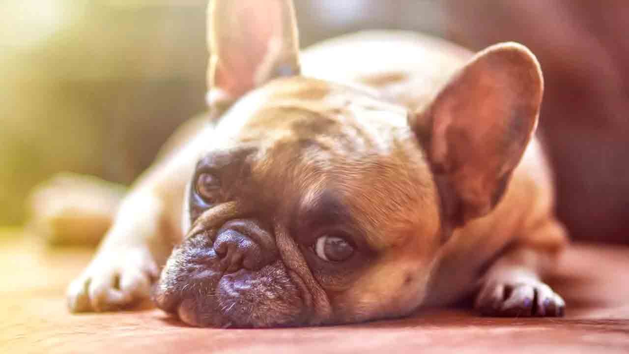 Köpeğin uyarısı hayat kurtardı: İki kanseri birden fark ettirdi