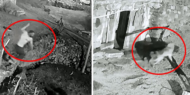 Köpeğini kurdun ağzından alan vatandaş şokta: Böyle bir şey hiç görmedim!