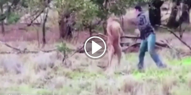 Köpeğini kurtarmak için kanguruya yumruk attı!