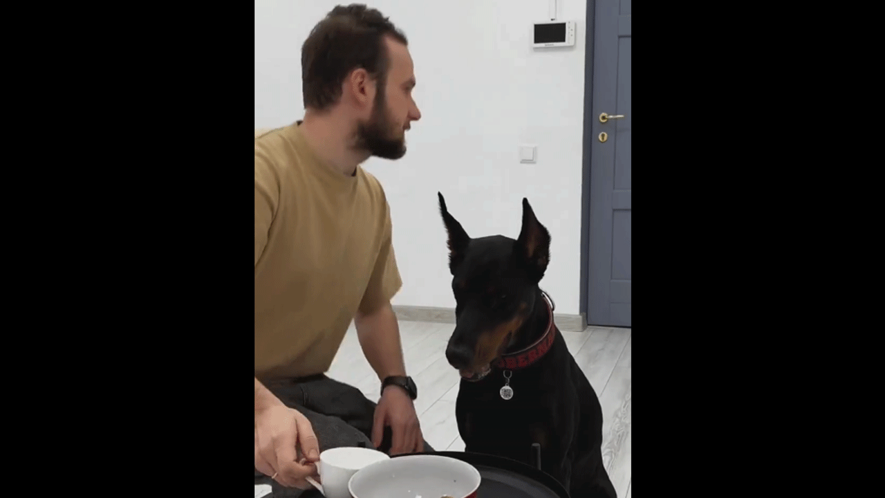 Köpek acil durumda sahibini korur mu? Sosyal medyayı sallayan o anlar!