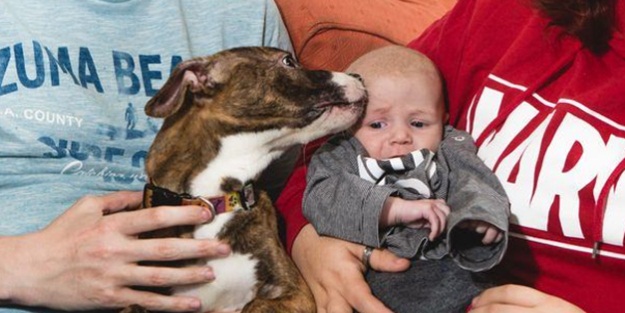 Köpek, anne karnındaki bebeği kurtardı