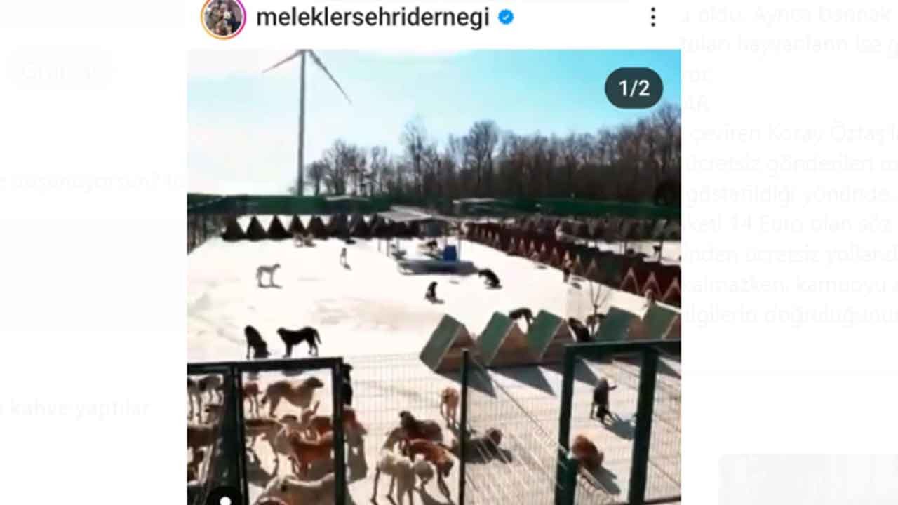 Köpek bağışları nereye gidiyor, merak ediyor musunuz? Melekler Şehri’nde şeytani vurgun