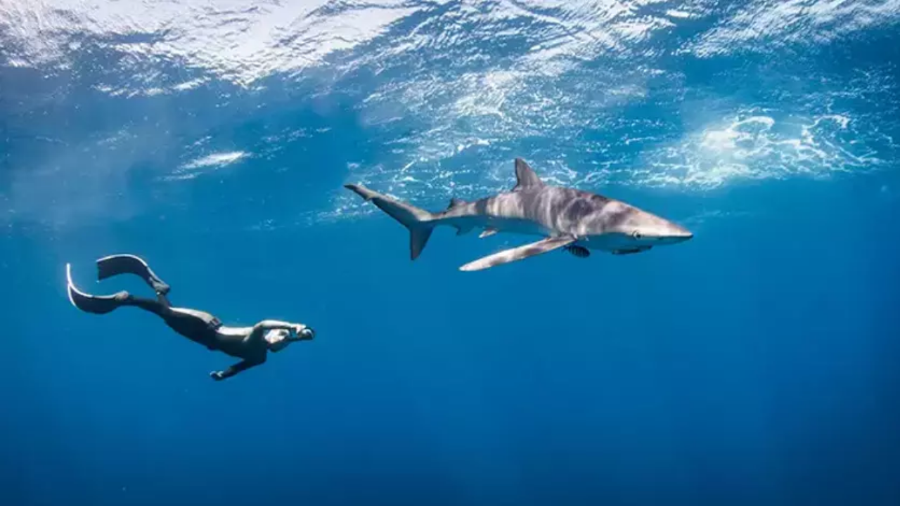 Köpek balığı 17 yaşındaki genç kıza dehşeti yaşattı: Kurtarılamadı!
