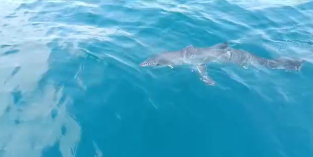 Köpek balığı, balıkçıları şoka soktu! 'Hoşt' diyerek tepki gösterdi: Ayaklarımı suya sokarken geldi